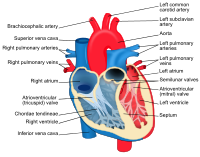 Labelled anatomy diagram of the human heart showing the four chambers and aorta