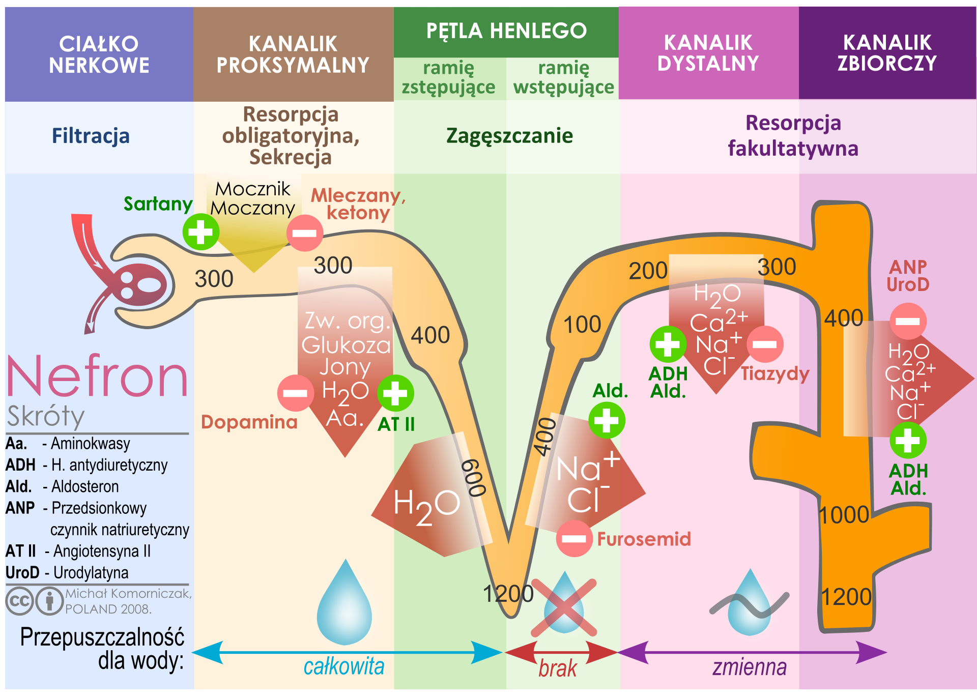 Labelled diagram of a nephron showing the glomerulus, proximal tubule, loop of Henle, distal tubule and collecting duct